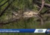 Trail closed After Gator Attack in Florida River Leaves 31-year-old Woman Dead Trail closed after gator attack in Florida river leaves 31-year-old woman dead