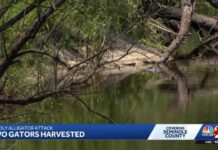 Trail closed After Gator Attack in Florida River Leaves 31-year-old Woman Dead Trail closed after gator attack in Florida river leaves 31-year-old woman dead