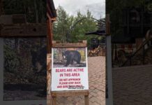 Lots of Bear Activity in Colorado!
