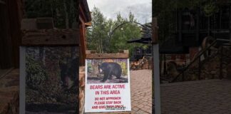 Lots of Bear Activity in Colorado!